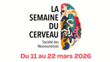 Semaine du Cerveau 2026 à Lyon : découvrez l’intelligence sous toutes ses formes !