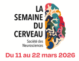 Semaine du Cerveau 2026 à Lyon : découvrez l’intelligence sous toutes ses formes !